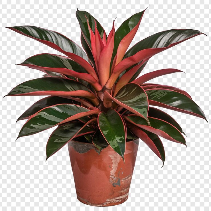 PSD homalomena rubescens tropical planta de interior maggy en una olla de flores aislada sobre un fondo blanco
