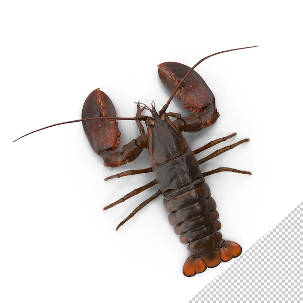 PSD homard png