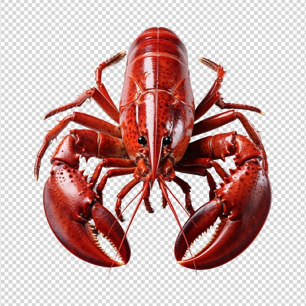 PSD homard rouge isolé sur blanc