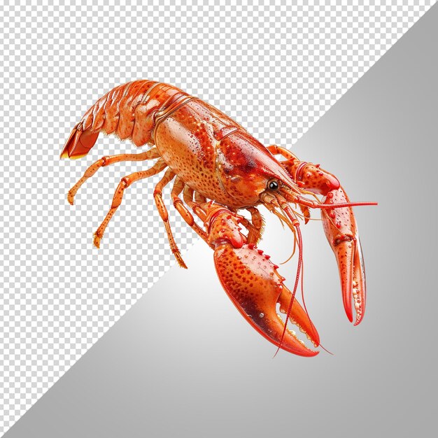 PSD un homard avec une tête rouge et un fond noir