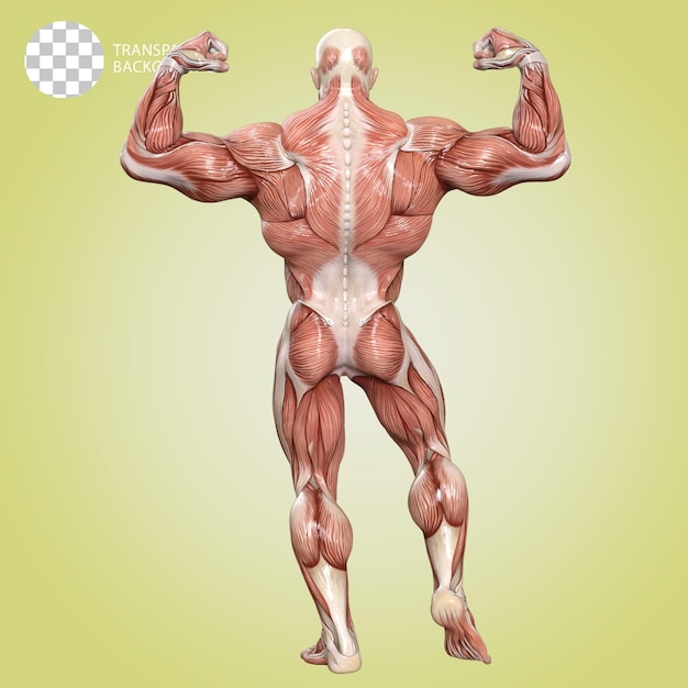 un hombre con músculos culturista posa aislado ilustración 3d render
