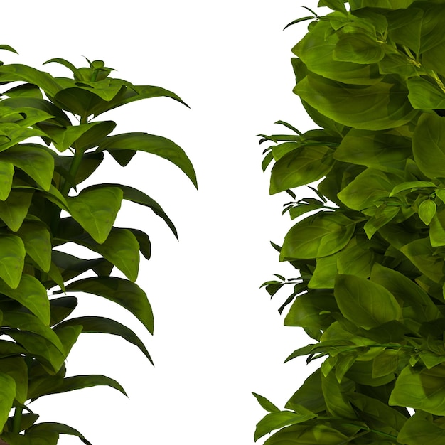 home decorative indoor plants in multiple Style no background beautiful assets no background flowers and plants