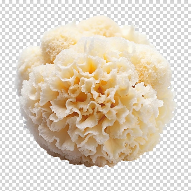 Hongo de la nieve fresco o tremella fuciformis Fondo blanco aislado