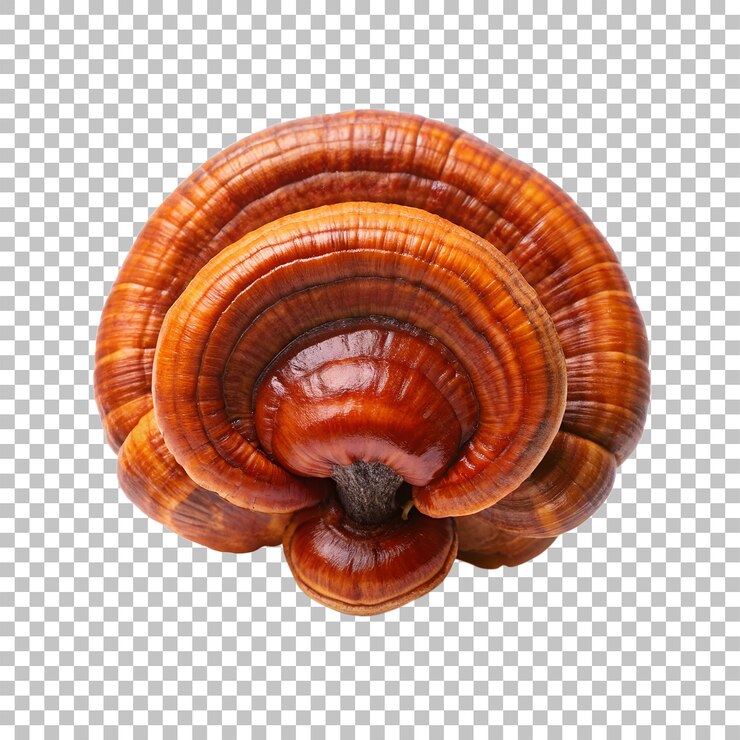 PSD el hongo reishi aislado sobre un fondo transparente