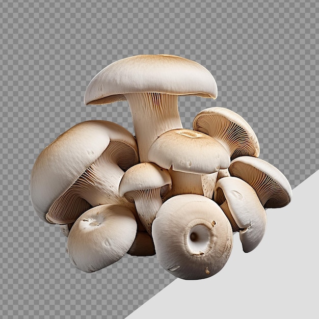 PSD los hongos champignon png aislados sobre un fondo transparente