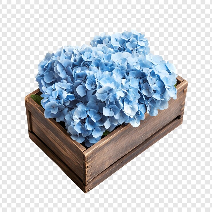 PSD la hortensia azul florece en una caja de madera rústica arreglo floral aislado en un archivo psd transparente