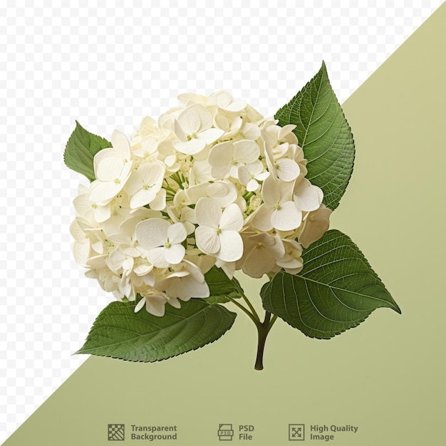 PSD una hortensia blanca que se parece a un árbol