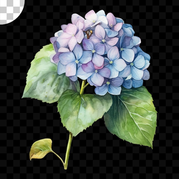 Un hortensia bleu et violet avec une feuille dessus