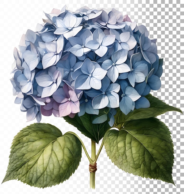 PSD hortênsia flor de hortênsia vintage ilustração retrô isolada botânica fundo transparente