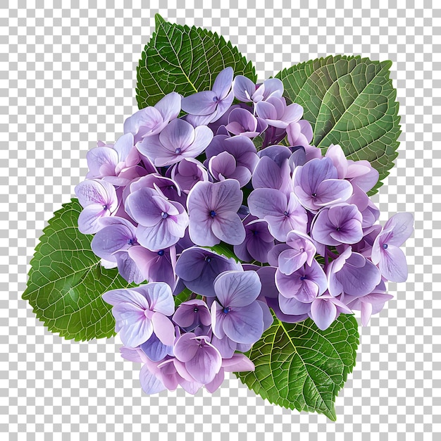 PSD hortensia png con fondo transparente