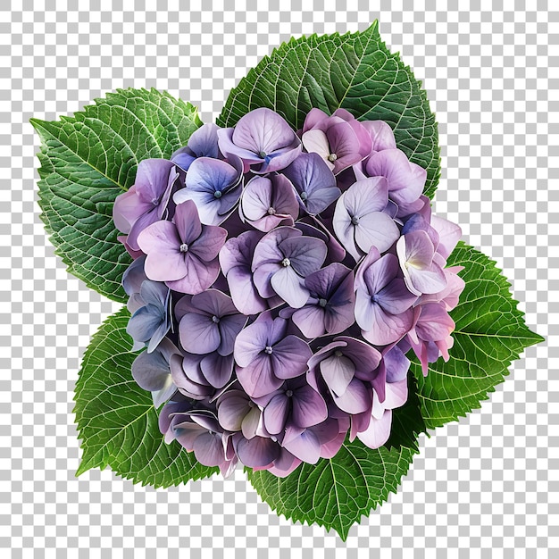 Hortensia png con fondo transparente