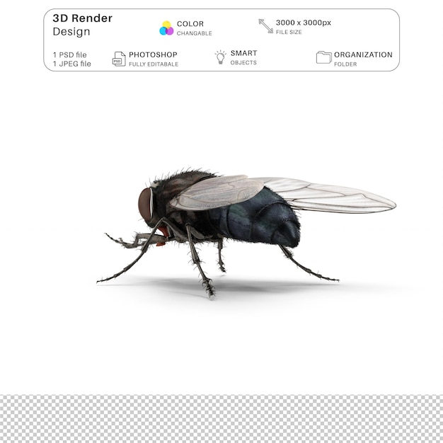 House Fly 3D Modeling File PSD Realistico House Fly