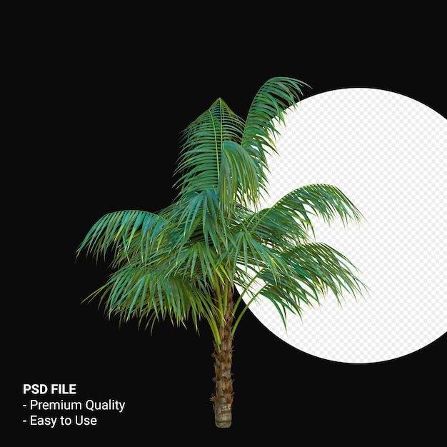Howea Forsteriana 3d rendering isolato