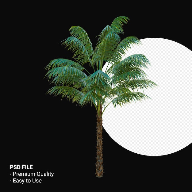 Howea Forsteriana 3d rendering isolato