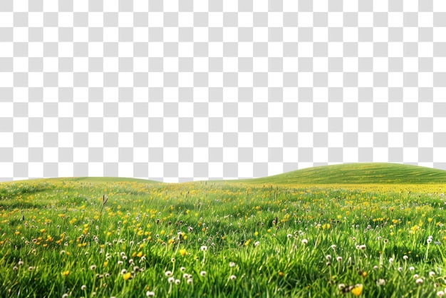 Hügelige Frühlingsfelder ländliche Vegetation Grasland