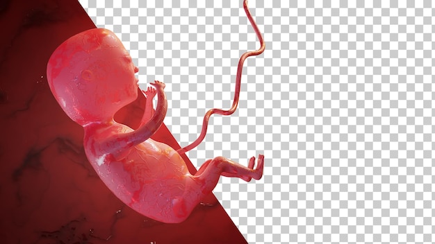 Human embryo in the womb Human fetus 3d render Concept of childbirth or abortion
