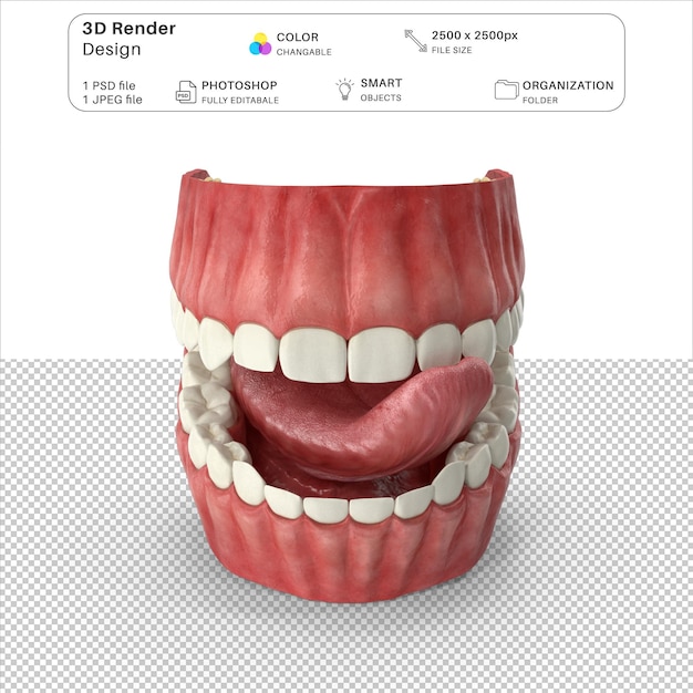 Human Gums Teeth and Tongue 3D Modeling PSD File
