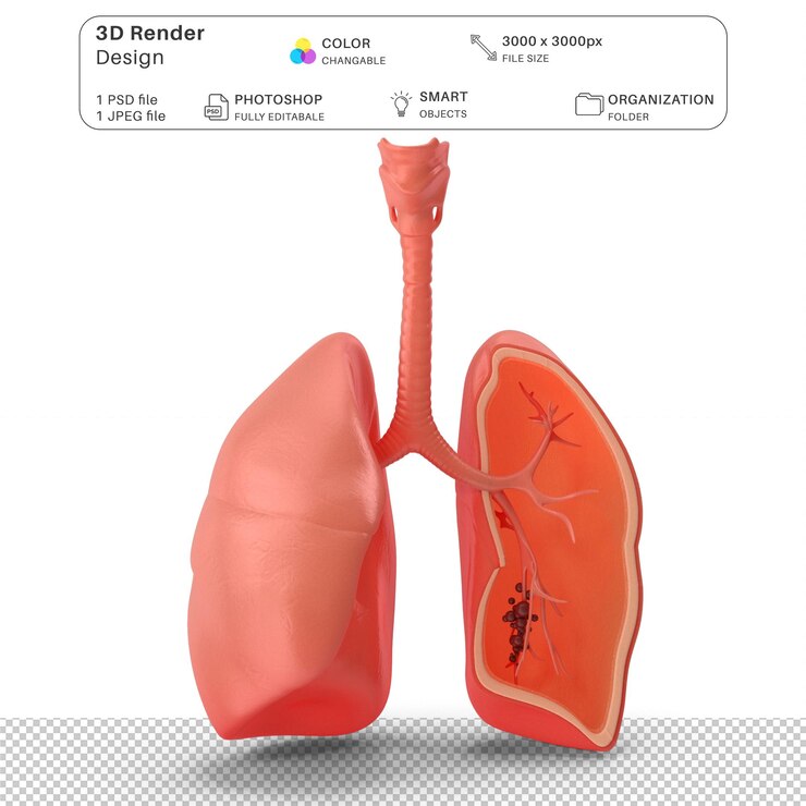 PSD human lungs 3d modeling psd file realistic human anatomy