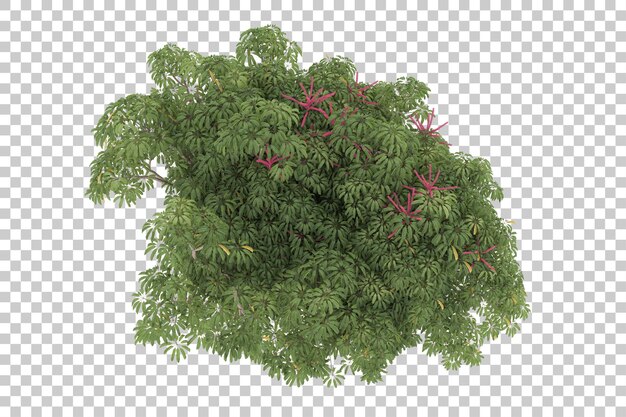Hutan dengan latar belakang transparan. Render 3D - ilustrasi