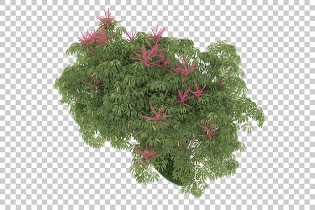 Hutan dengan latar belakang transparan. Render 3D - ilustrasi