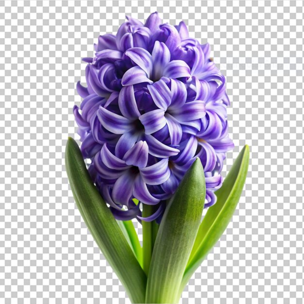 PSD hyacinth sur un fond transparent