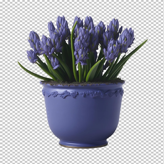 PSD hyazinthenblume in einem violetten topf auf transparentem hintergrund, generative ki