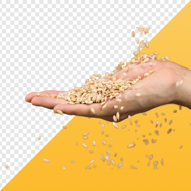 I chicchi di grano in mano