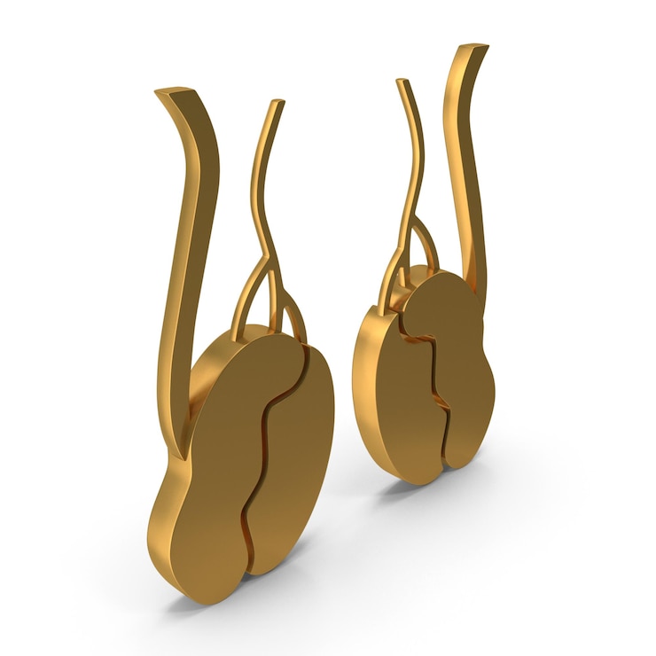 PSD icona 3d dei testicoli maschili simbolo anatomico della salute riproduttiva concetto di anatomia maschile