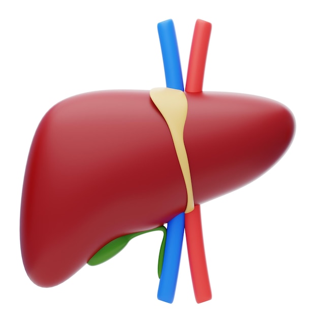 PSD icône 3d du foie