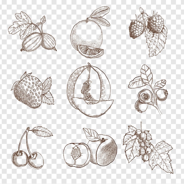 Icones décoratives isolées sur un fond transparent