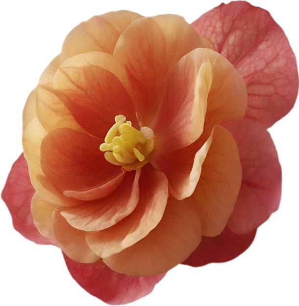 PSD un icono de la flor de la begonia