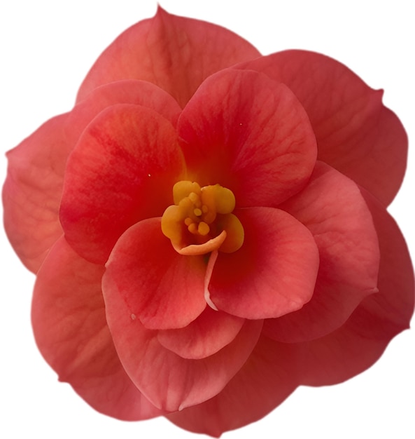 PSD un icono de la flor de la begonia