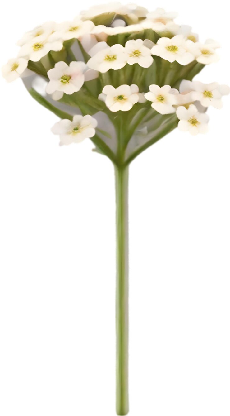 PSD ikonen der wüsten-sand-verbena-blumen