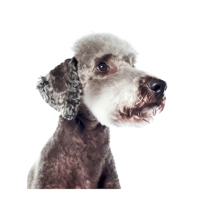 PSD il bedlington terrier sente i movimenti sotterranei isolati su uno sfondo trasparente