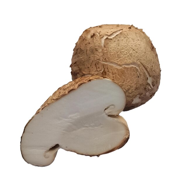 Il fungo Shiitake in primo piano