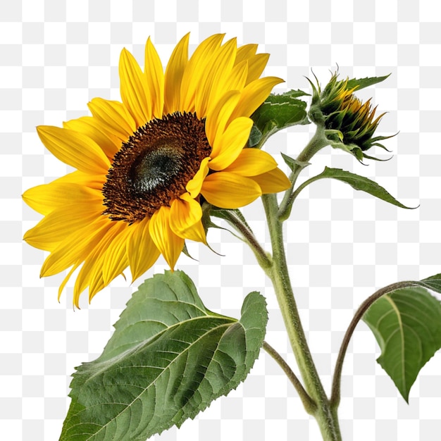 Il girasole in fiore isolato su uno sfondo trasparente
