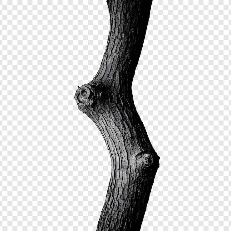 PSD il tronco di un albero isolato su uno sfondo trasparente