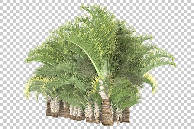 Île Tropicale Sur Fond Transparent. Rendu 3d - Illustration