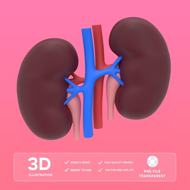 Illustration 3D du rein en PSD