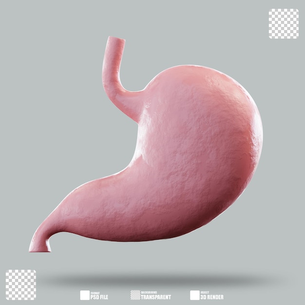 Illustration 3D de l'estomac