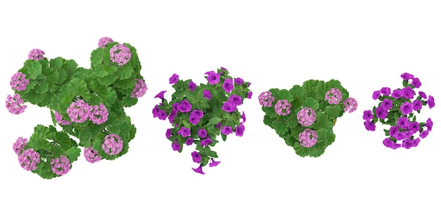 Illustration 3D de plantes à fleurs de Pélargonium sur fond transparent depuis le haut