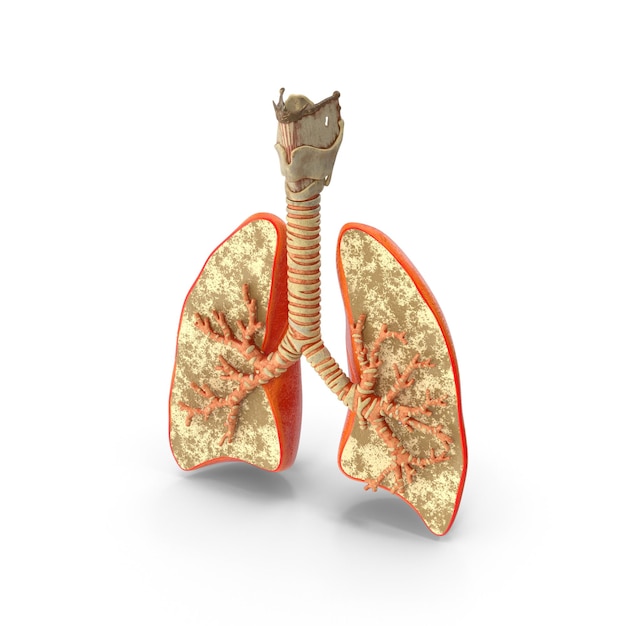 Illustration de l'anatomie des poumons et des voies respiratoires humains