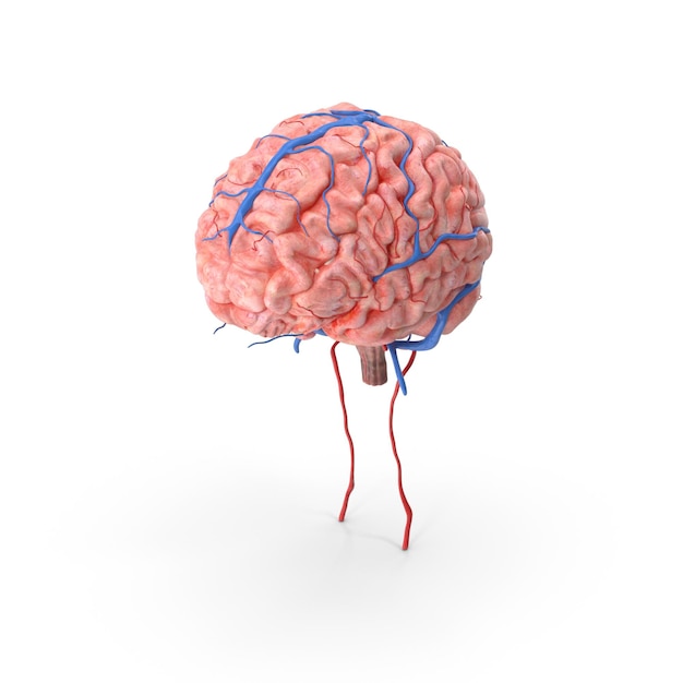 Illustration anatomique d'un cerveau humain avec des vaisseaux sanguins mis en évidence