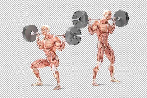 PSD illustration anatomique de l'exercice de squat avec haltères