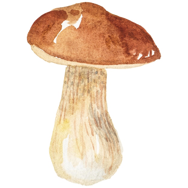 Illustration aquarelle abstraite de champignons d'automne Éléments de conception nature dessinés à la main isolés sur fond blanc