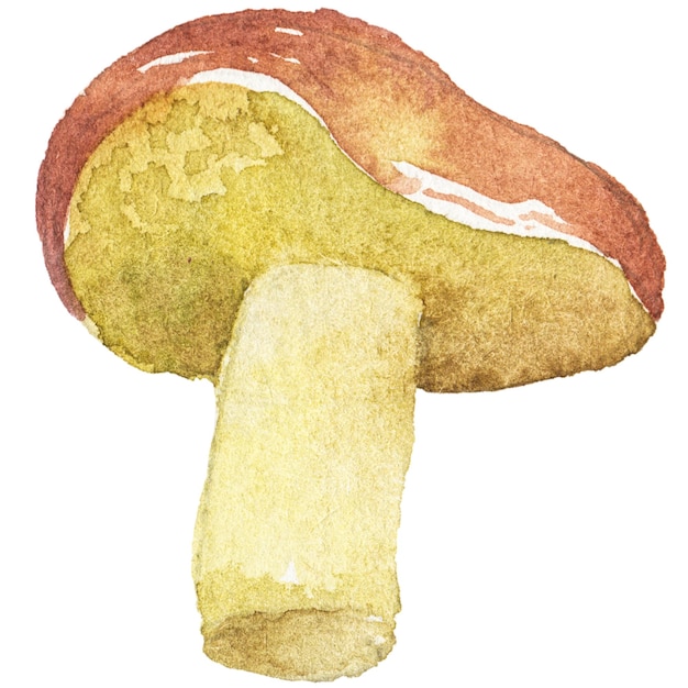 Illustration Aquarelle Abstraite De Champignons D'automne éléments De Conception Nature Dessinés à La Main Isolés Sur Fond Blanc