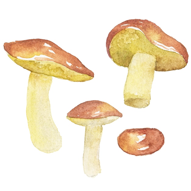 Illustration aquarelle abstraite de champignons d'automne Éléments de conception nature dessinés à la main isolés sur fond blanc