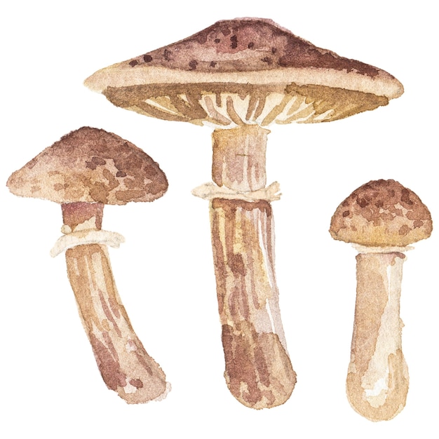Illustration aquarelle abstraite de champignons d'automne Éléments de conception nature dessinés à la main isolés sur fond blanc