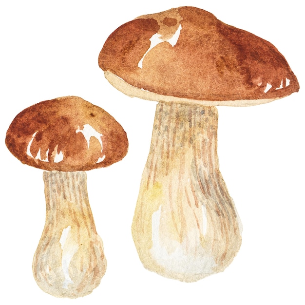 Illustration aquarelle abstraite de champignons d'automne Éléments de conception nature dessinés à la main isolés sur fond blanc