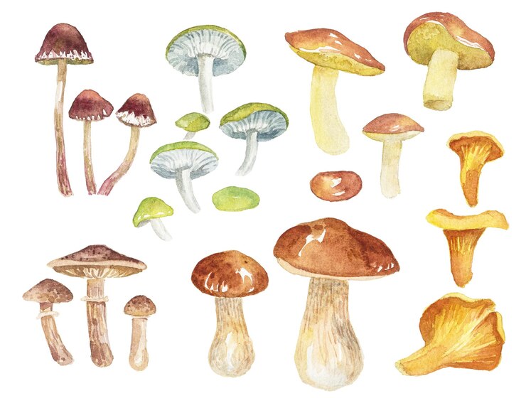 PSD illustration aquarelle abstraite de champignons d'automne éléments de conception nature dessinés à la main isolés sur fond blanc